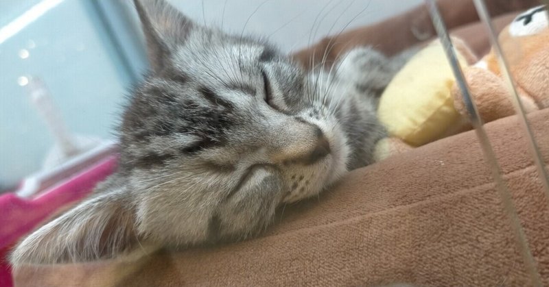 諦める の新着タグ記事一覧 Note つくる つながる とどける