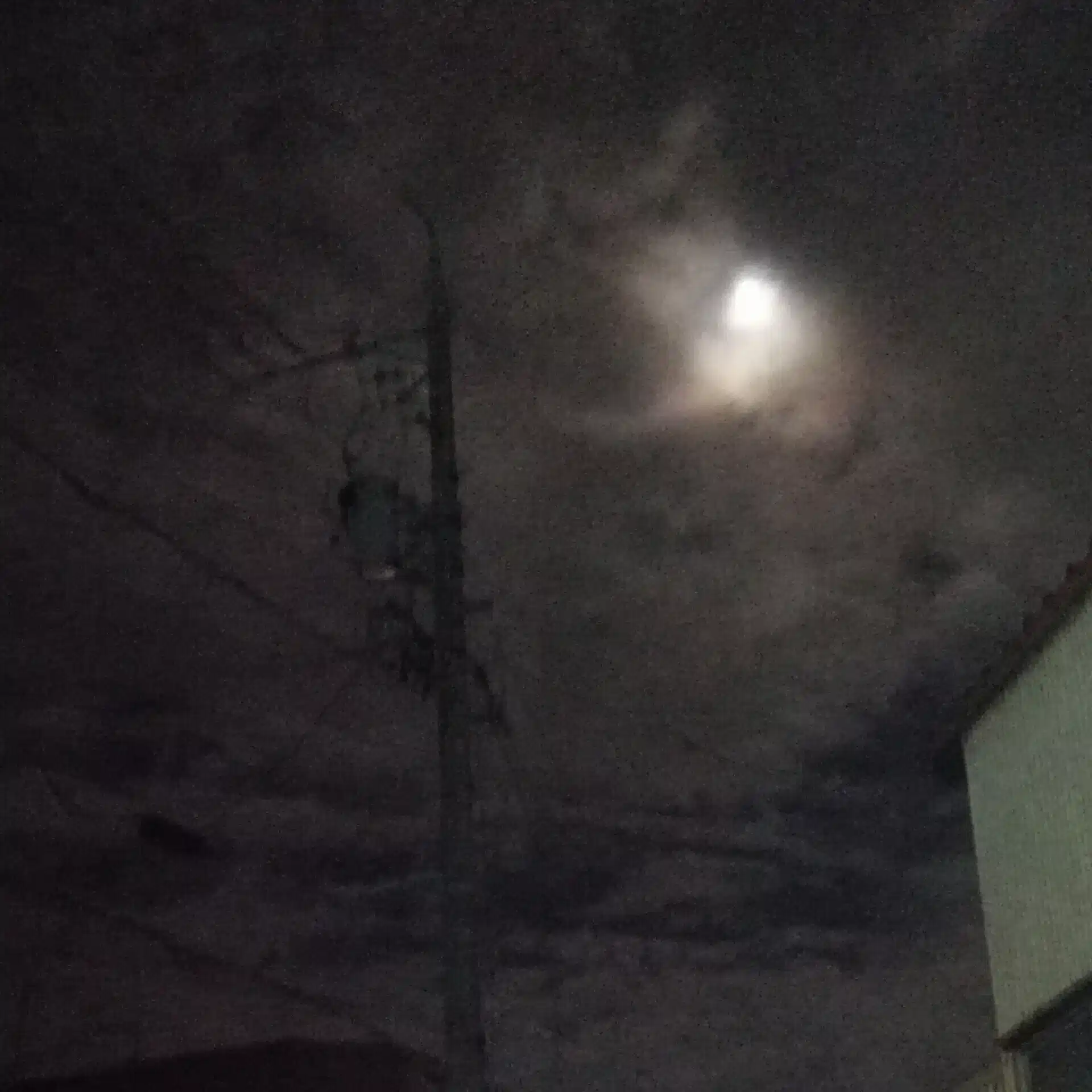 うつ蝉