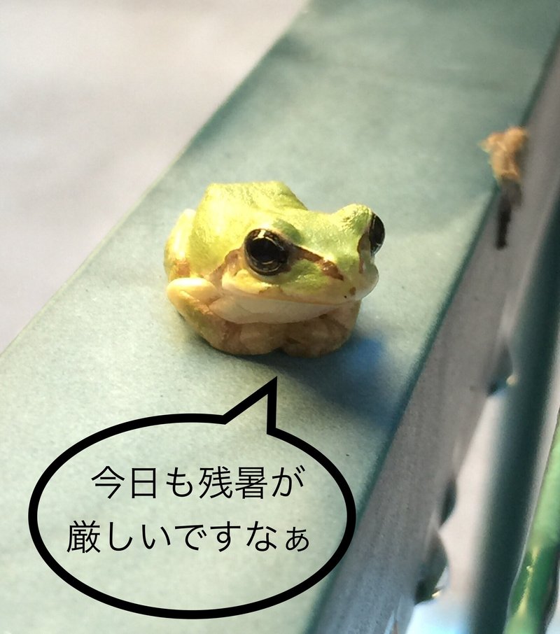 アマガエル の定番タグ記事一覧 Note つくる つながる とどける