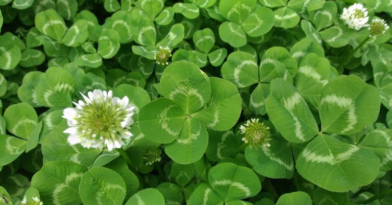 読書の秋21 に参加します 植物癒しと蟹の物語 の感想をお寄せください コトノハ Note 読書の秋21 に参加します 植物癒しと蟹の物語 の感想をお寄せください コトノハ Note
