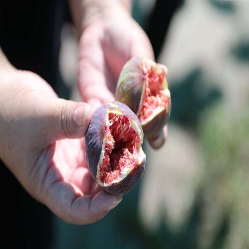 10/31まで【50%OFF】無農薬イチジクのセミドライフルーツをご提供し