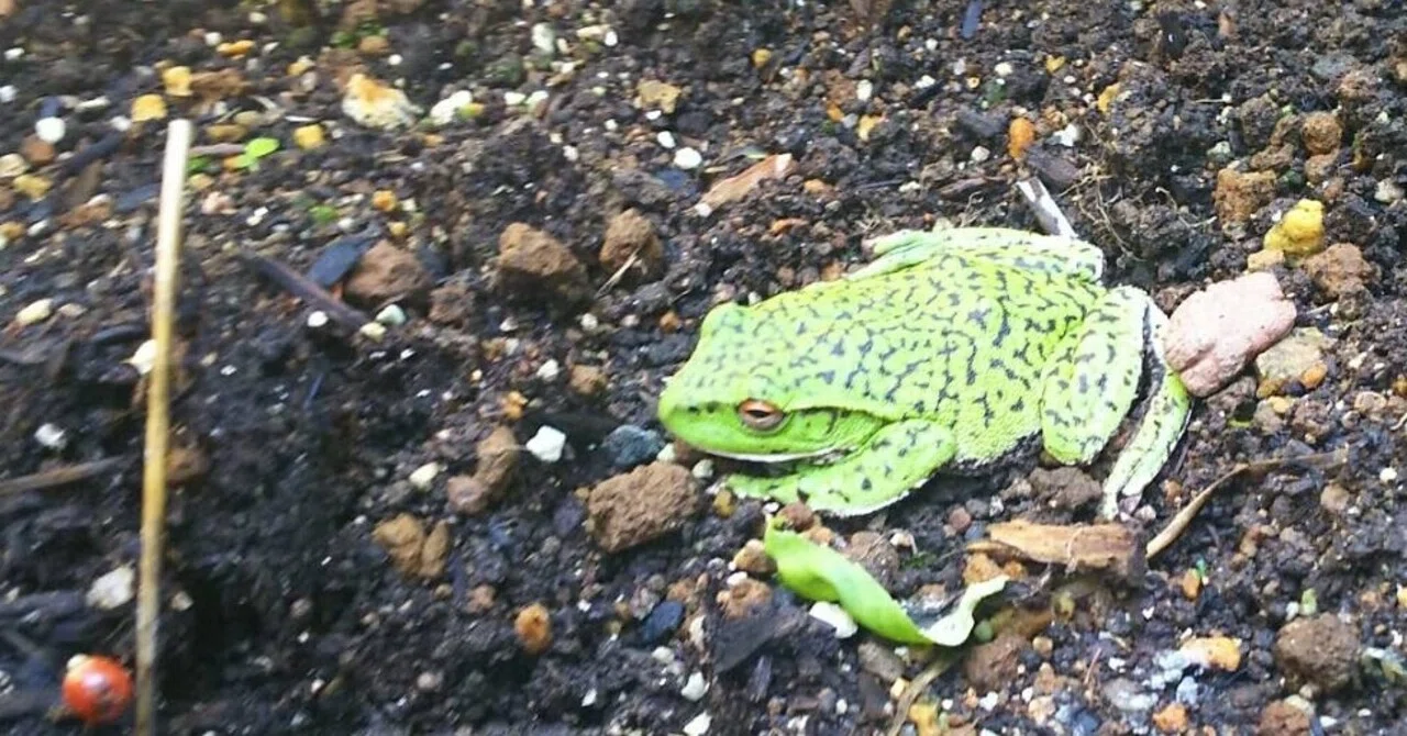 珍しいカエルが現れました！｜高野山法徳堂/空海と高野山の魅力を独自