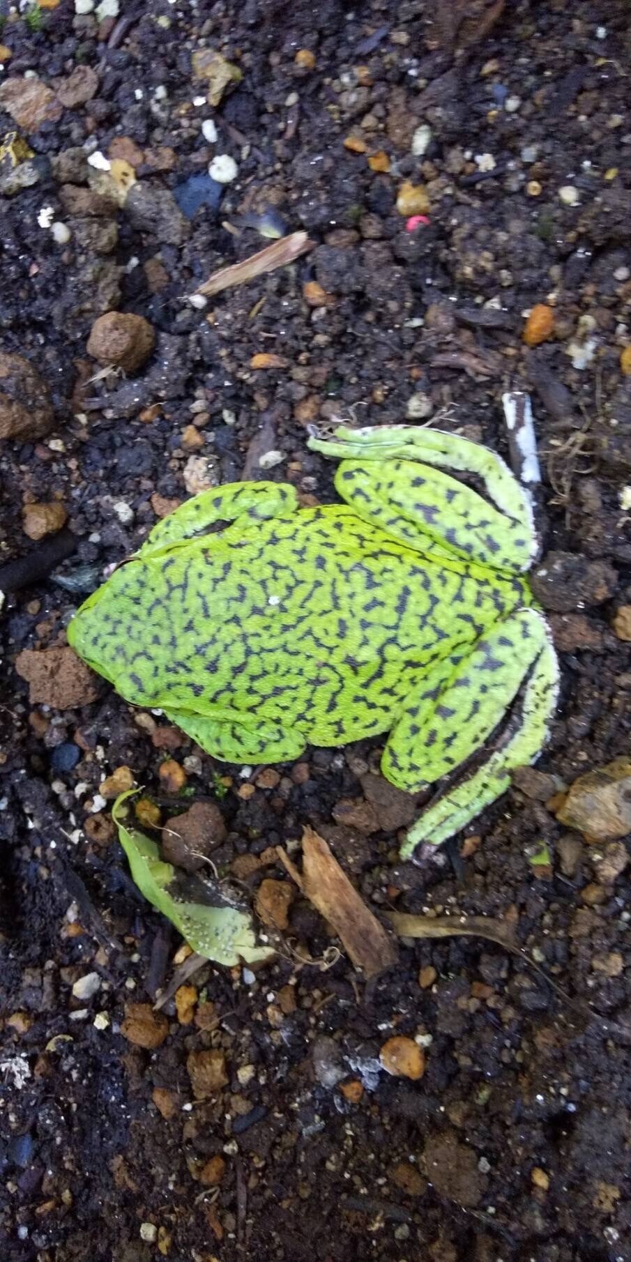 珍しいカエルが現れました！｜高野山法徳堂/空海と高野山の魅力を独自