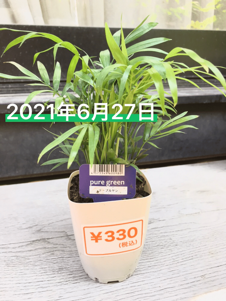 育てやすい ダイソーの観葉植物 テーブルヤシ さちのーと Note 育てやすい ダイソーの観葉植物 テーブルヤシ さちのーと Note