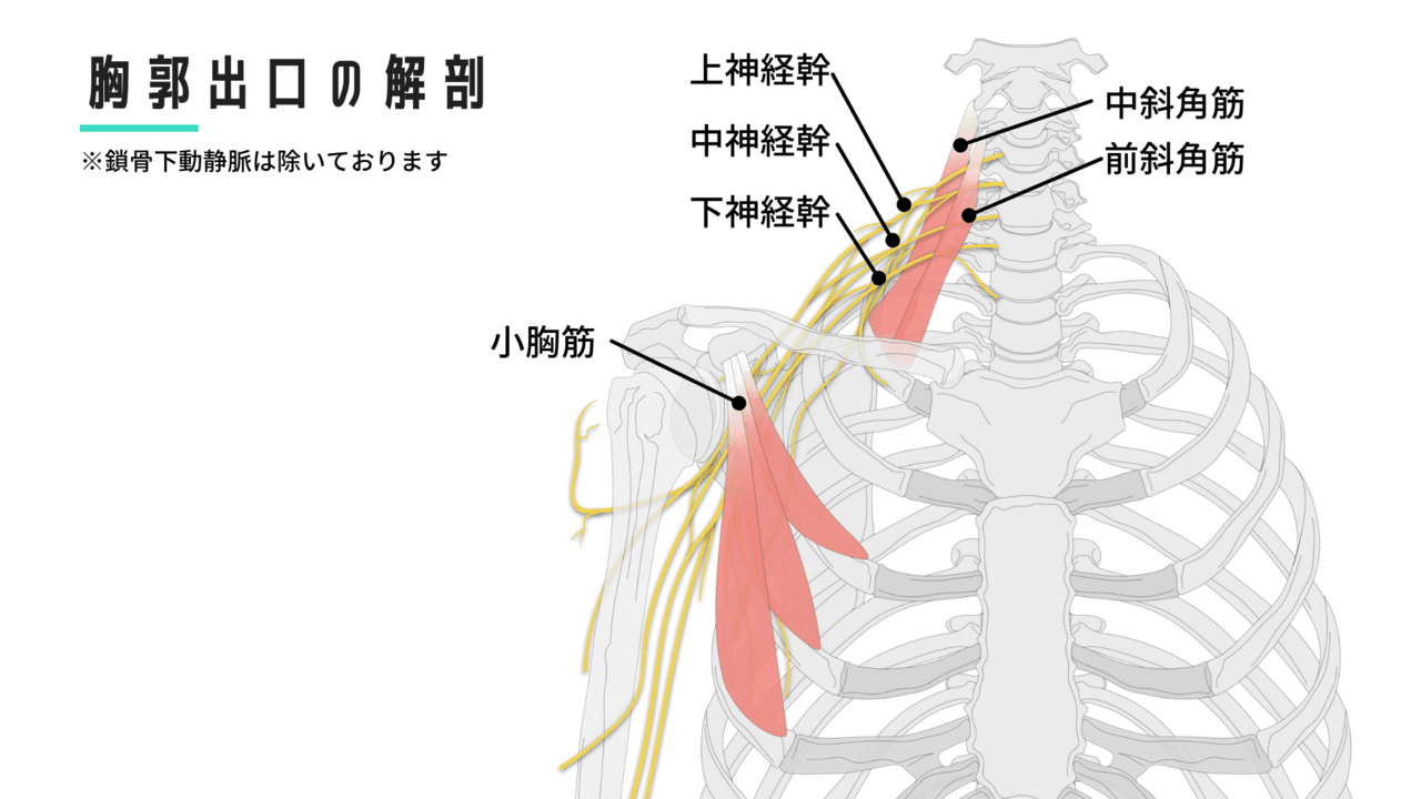 胸郭 統合アプローチ裁断済