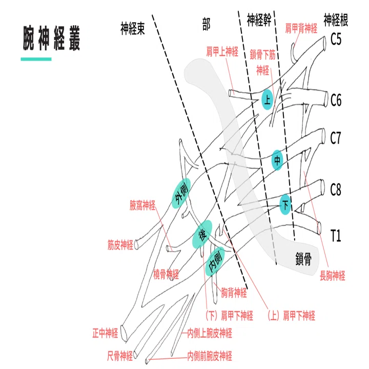 胸郭出口症候群 病態理解とアプローチ｜武田 純一