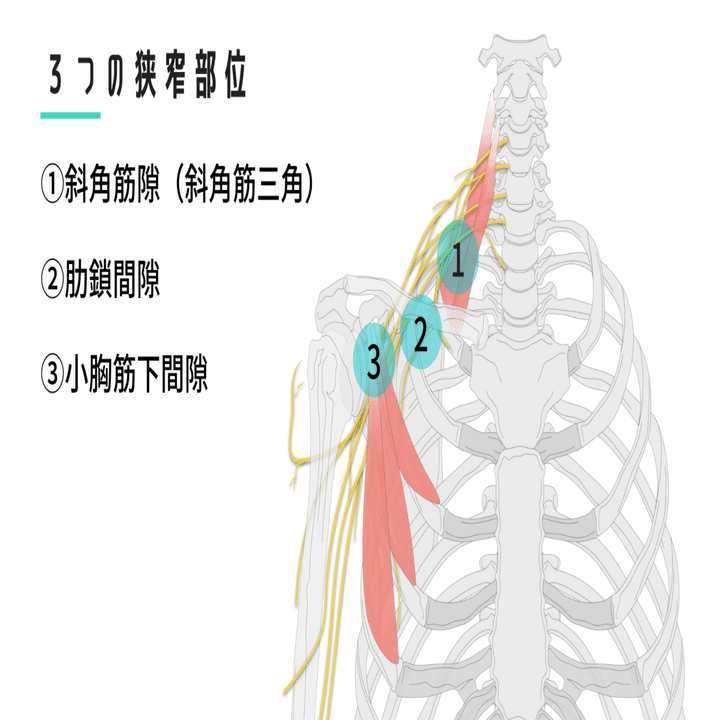 胸郭出口症候群 病態理解とアプローチ｜武田 純一