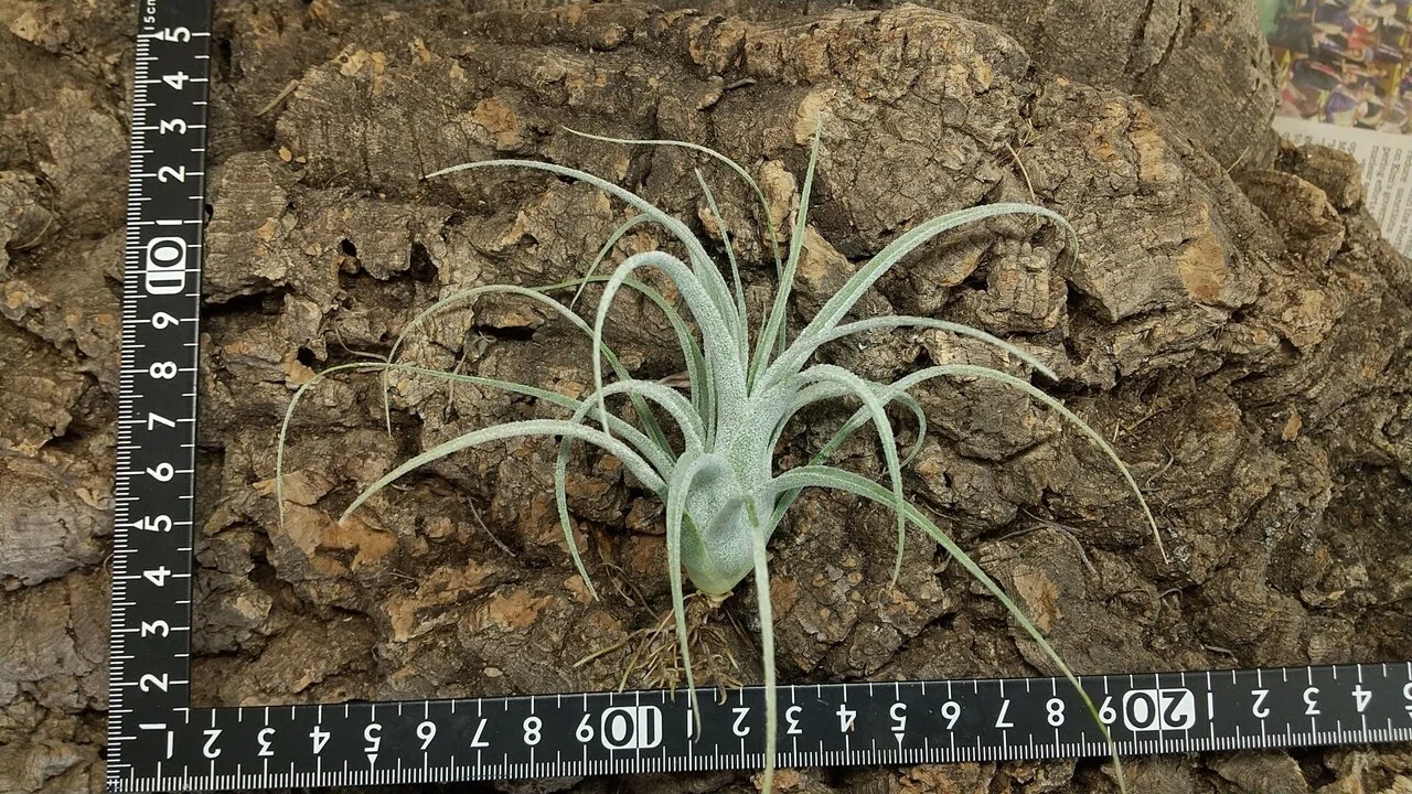 チランジア入荷リスト10/2｜NatureGarden🌿神田