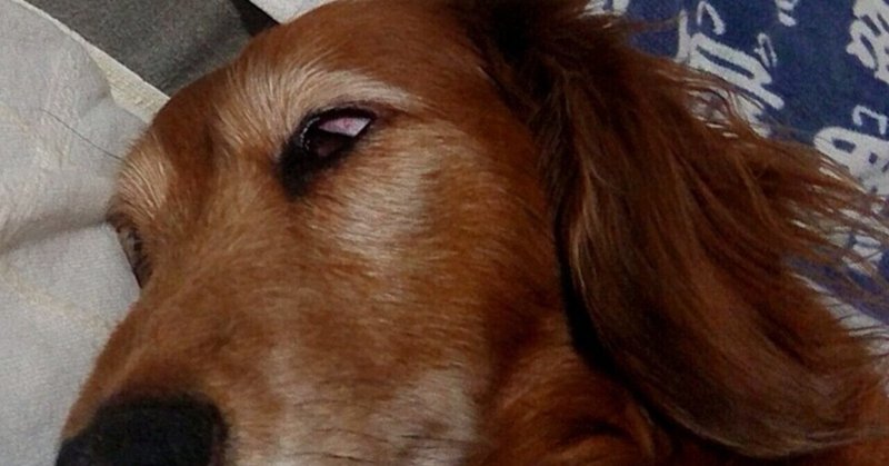 犬と家族と私 Note 犬と家族と私 Note