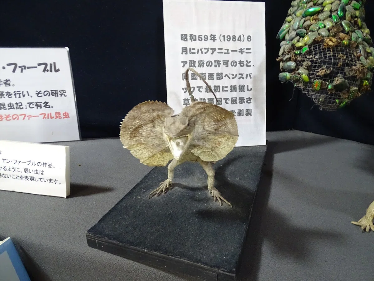画像8