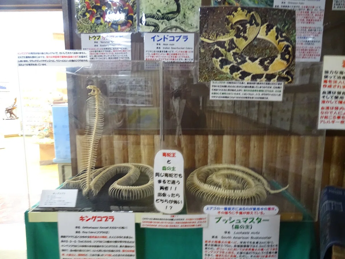 画像15