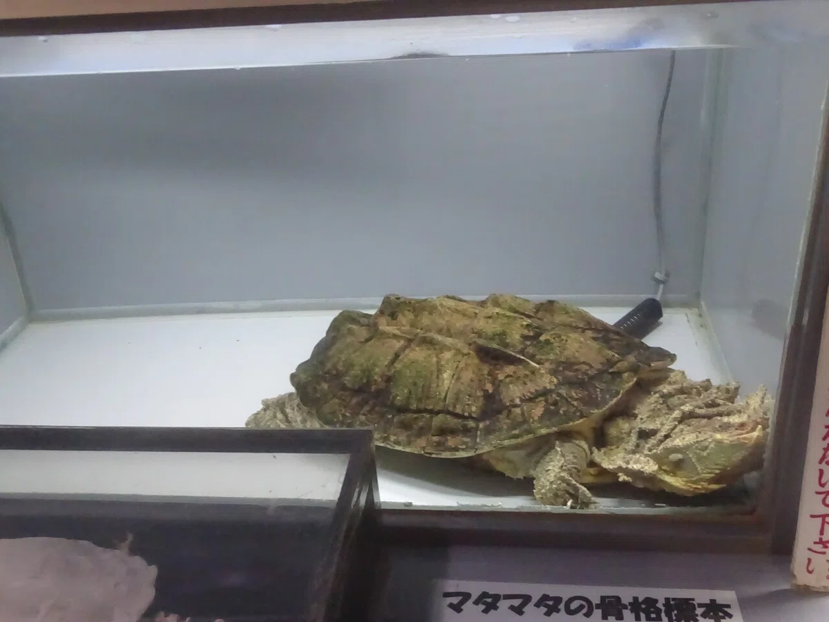 画像55