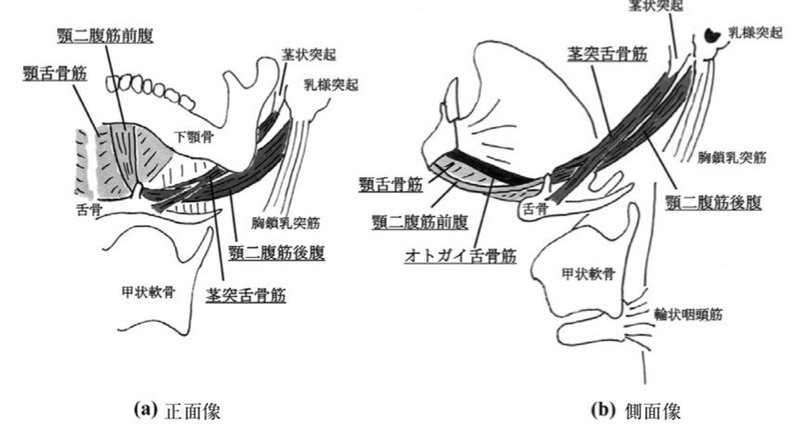 4年目の特養ptが知りたかった 嚥下と姿勢 環境面の関係性 橋本康太 バリアフリービーチ企画中 Note