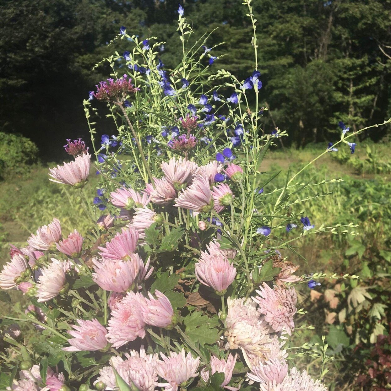 お花を食べよう 食用菊の種類と栄養 Happy Smile 自然療法アニマルホメオパス Note