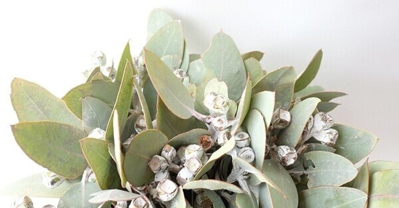 私が栽培し販売するユーカリの特徴と考察 後編 Sakamaki Yoko Note 私が栽培し販売するユーカリの特徴と考察 後編 Sakamaki Yoko Note