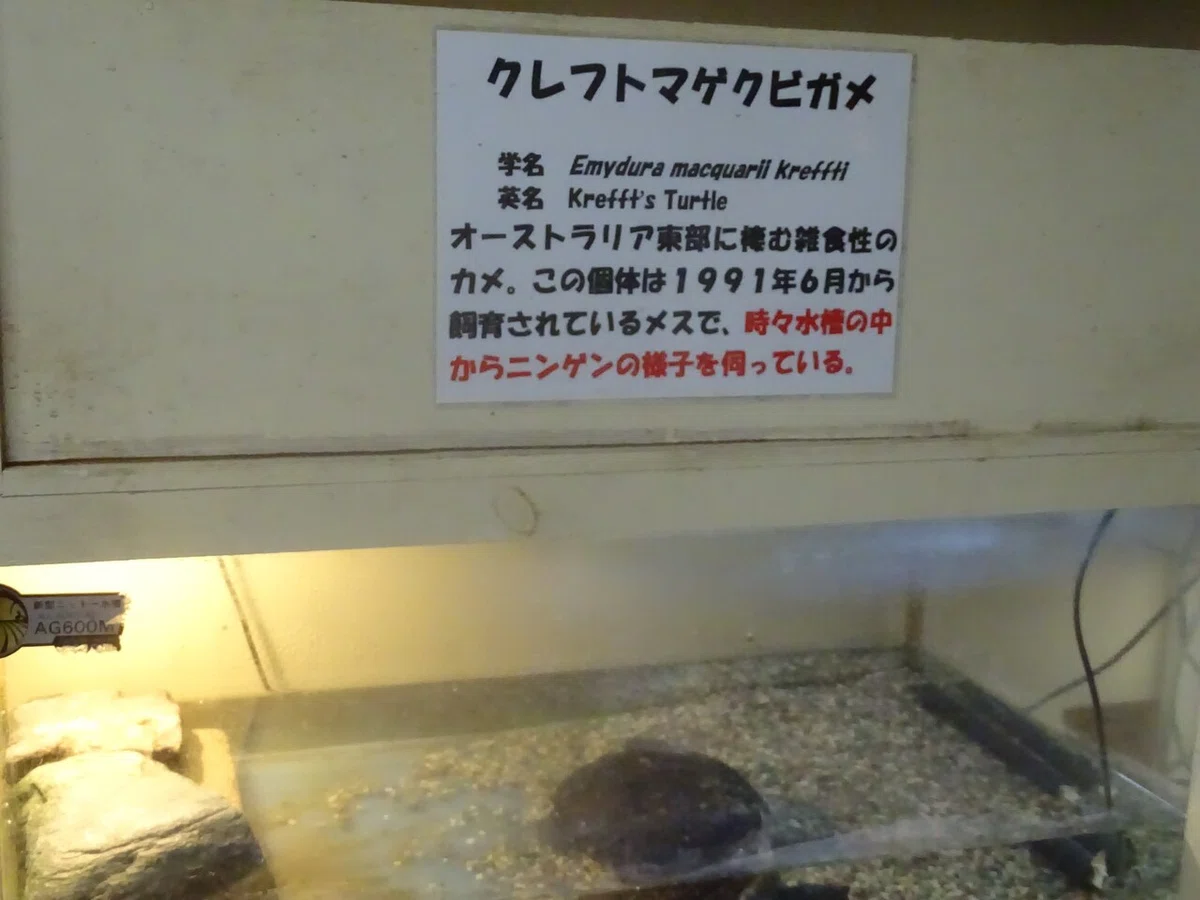 画像81