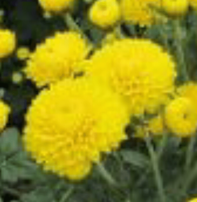 お花を食べよう 食用菊の種類と栄養 Happy Smile 自然療法アニマルホメオパス Note