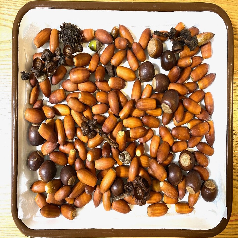 どんぐりはおいしい おいしくない Noteフードマーケット きいす Note