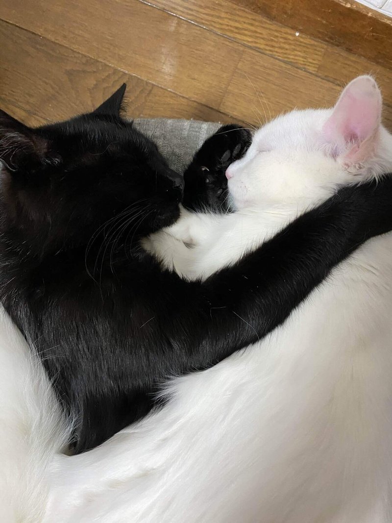 家に3匹目の猫がやってきた話 大澤ゆかり Note