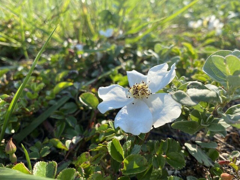 海の白花