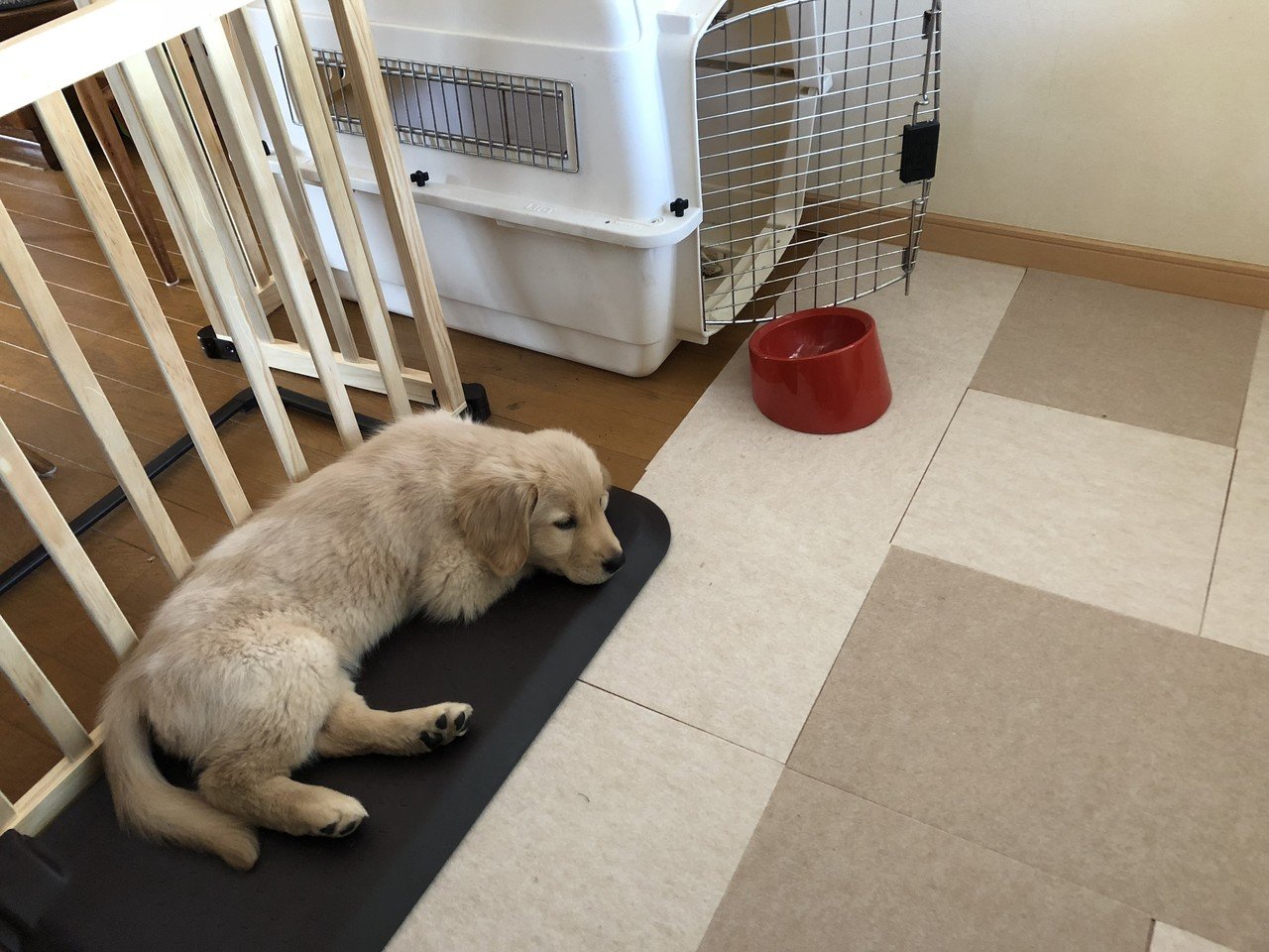 仔犬初日 日中は穏やかだったけど 夜 寝室に移動すると賑やかに 夜鳴きモードの洗礼受ける トイレのしつけも時間がかかりそう 猫と違って手がかかる まつ Note