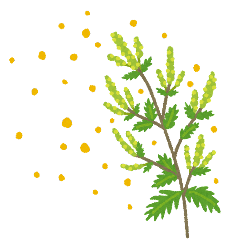 現役皮膚科医が教える皮膚科に行かなくても健康 綺麗になる方法 秋の花粉症とアレルギーのお話 Akionita Note