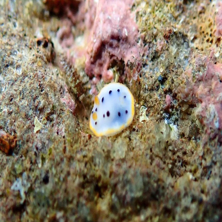 海日記 15 チョウチョウウオもウミウシもたくさんの種類と出会いました 真鶴 海遊びのほや Note
