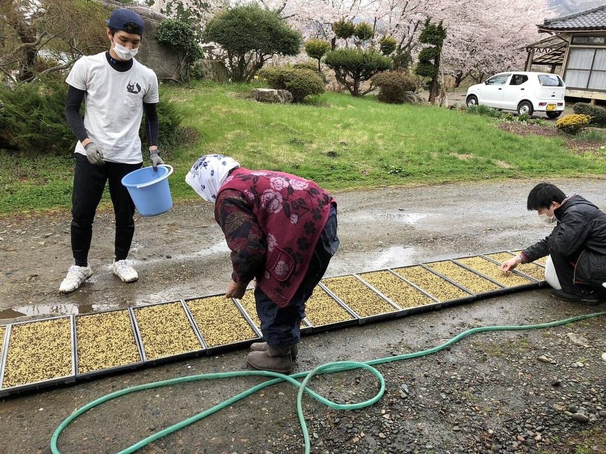 苗箱づくり