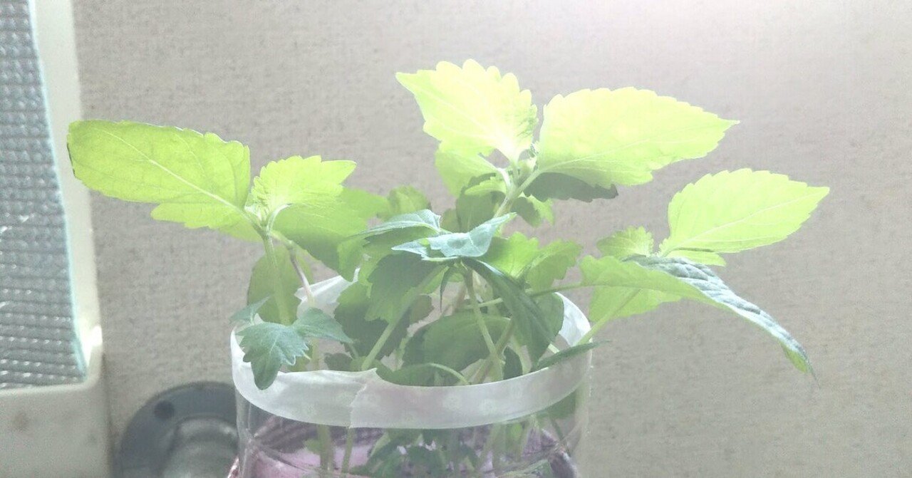 ベランダ ペットボトル菜園 2回目のしそも大分成長してきました とんぷぅ Note ベランダ ペットボトル菜園 2回目のしそも大分成長してきました とんぷぅ Note