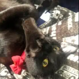 Kokubun