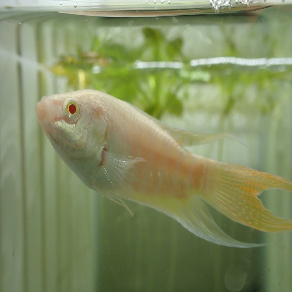 パラダイスフィッシュ Bioctober21 10 8 さぶなっく Note