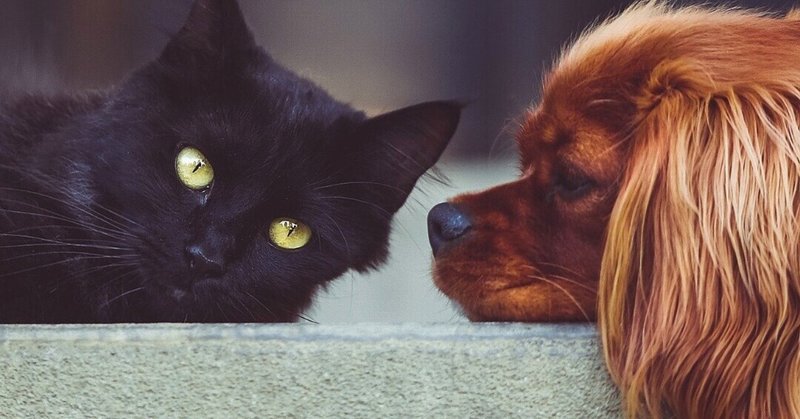 Are you a cat person or a dog person??