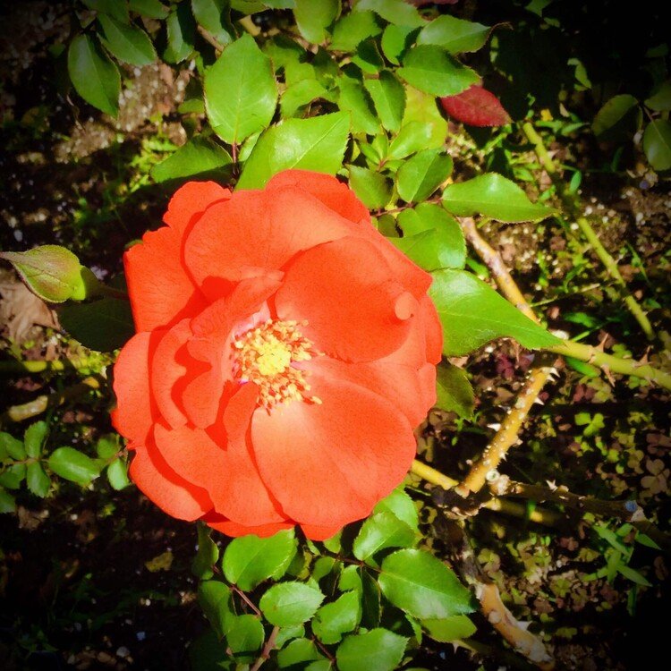 金沢市営のバラ園🌹で、撮影しました。最近、個人ブログで、写真を使ってくださる方が増えてうれしいです😆幸いにも、共感できる意見の方ばかりで、お役に立ててよかったです！