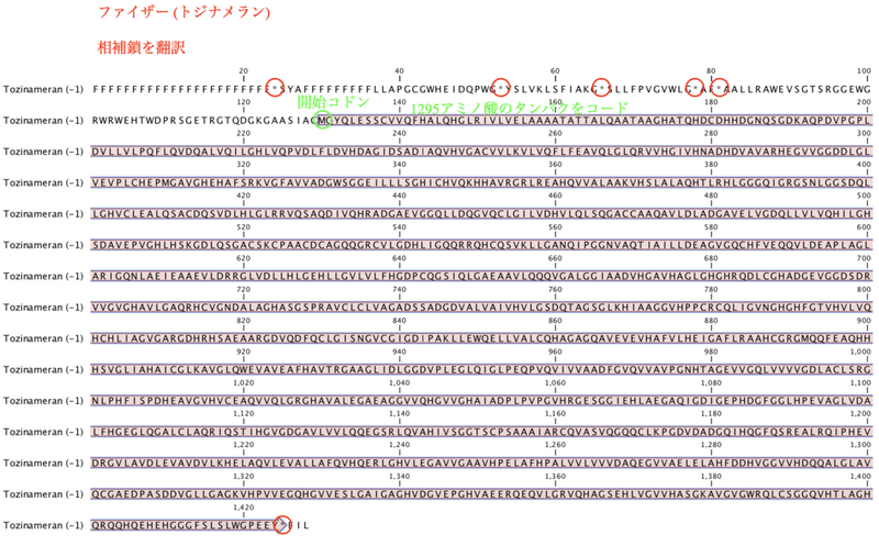 ファイザー相補鎖aa ORF