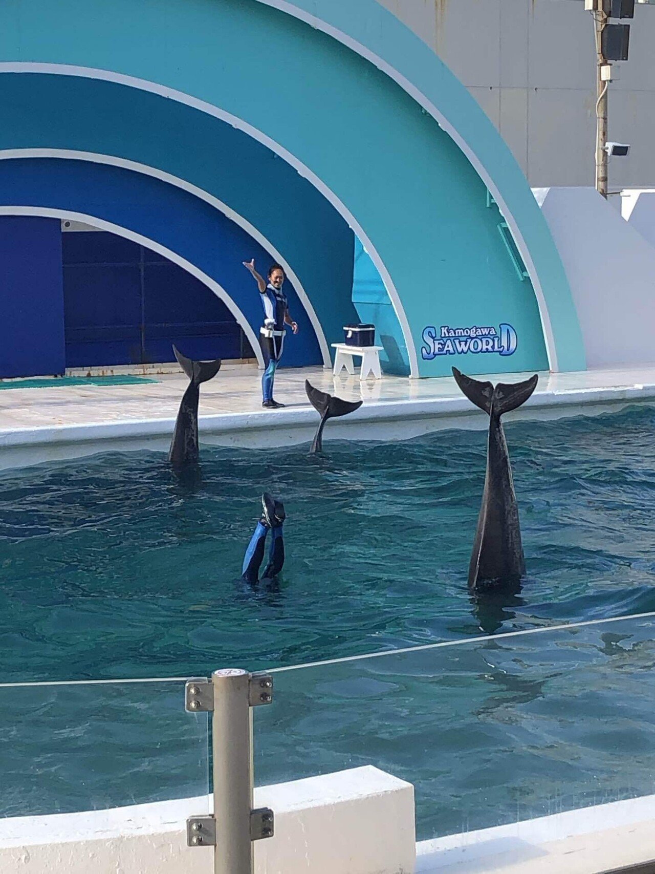 鴨川シーワールド イルカショー トナキコ Note