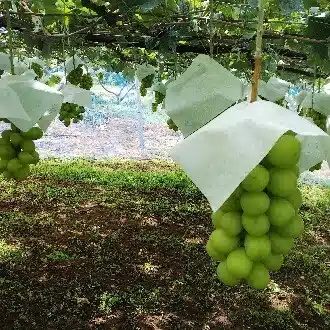 社員マスカット