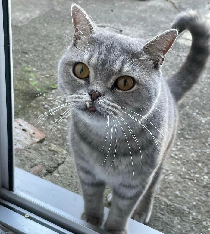 猫たちの「歯」自慢｜ノリノリ