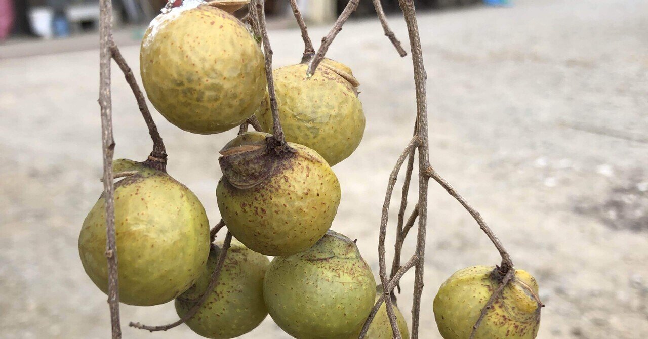 ムクロジの実 乾燥 Farmer Jr Note