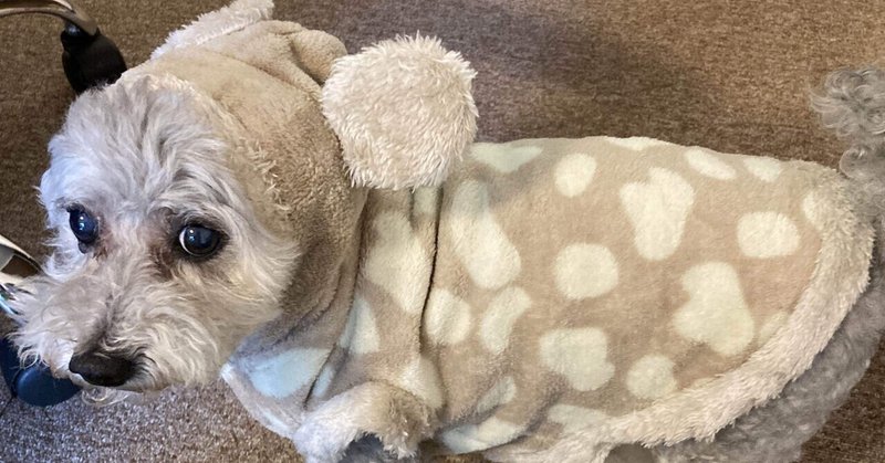 服が好きな犬 の新着タグ記事一覧 Note つくる つながる とどける 服が好きな犬 の新着タグ記事一覧 Note つくる つながる とどける