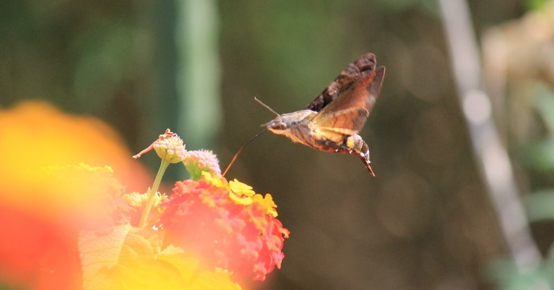 10月8日 ホウジャクの姿を求めて園芸センターへ つおちゃん Note