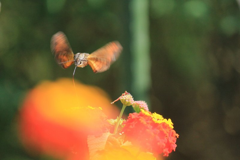 10月8日 ホウジャクの姿を求めて園芸センターへ つおちゃん Note