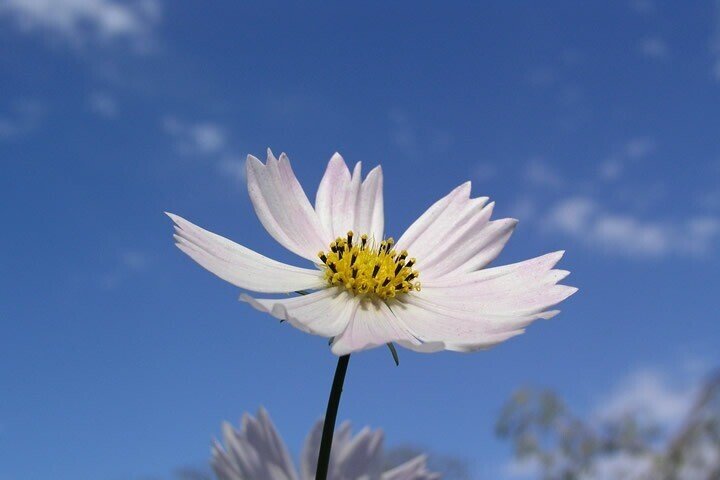 休養日 10 9の花言葉 ピンクのコスモスとウイキョウ フェンネル ひまわり Note