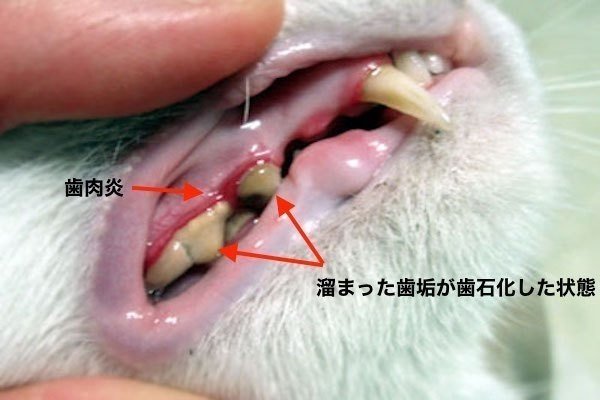 猫の歯磨き Yamato Note 猫の歯磨き Yamato Note