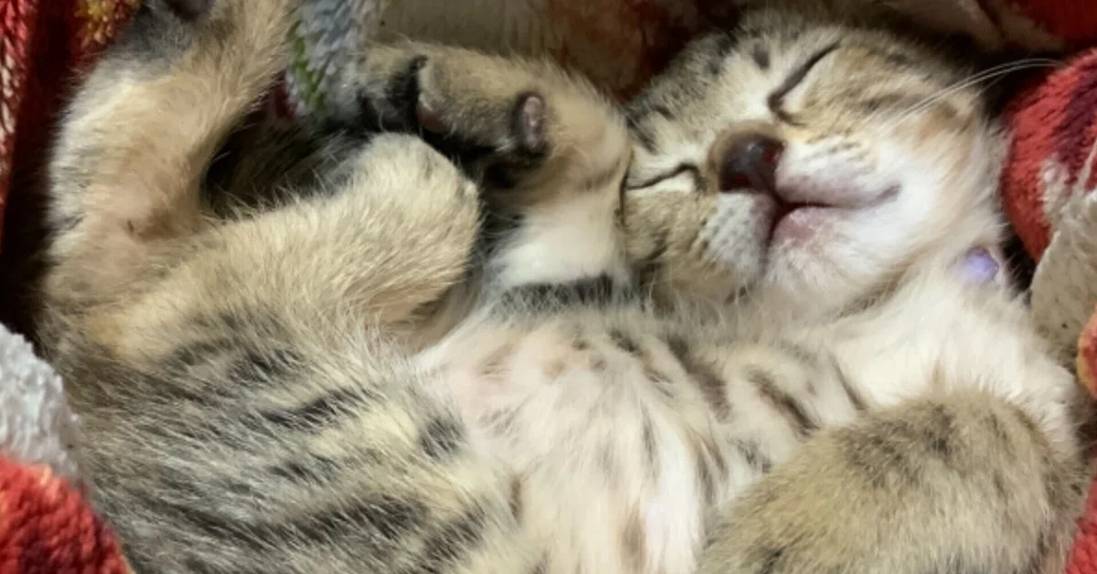 ショートケーキとおすわりねこちゃん とらねこ×桜 物凄い