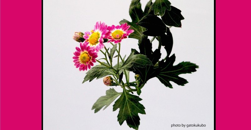黄色の菊の花言葉は の新着タグ記事一覧 Note つくる つながる とどける 黄色の菊の花言葉は の新着タグ記事一覧 Note つくる つながる とどける