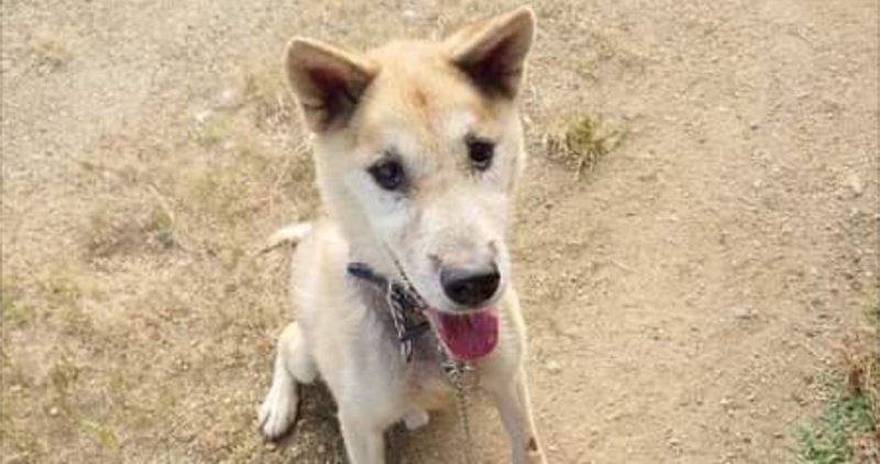 保健所収容犬 の新着タグ記事一覧 Note つくる つながる とどける 保健所収容犬 の新着タグ記事一覧 Note つくる つながる とどける