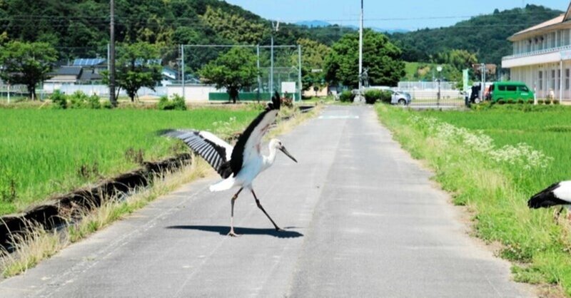 あなたの知らないコウノトリの豆知識、題して「コウノトリビア」５選