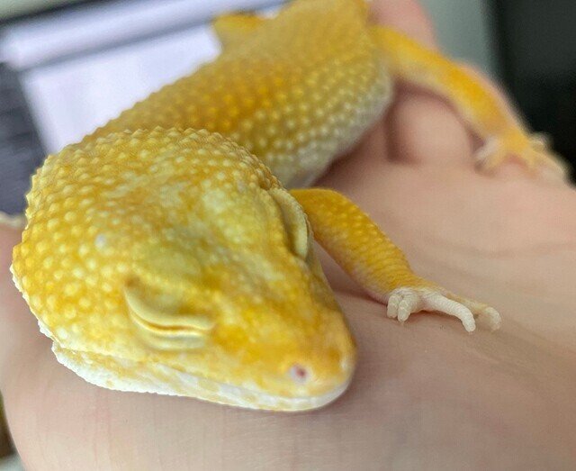 飼っていたヒョウモントカゲモドキが亡くなり お骨になるまで Luptas Note