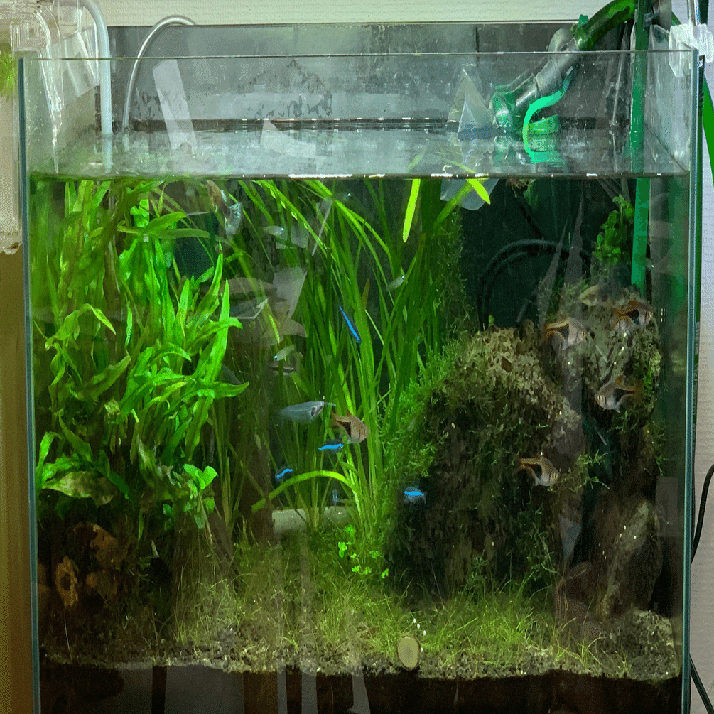 アクアリウムライフログ #001 熱帯魚水槽｜Kanazawa Kimihiko