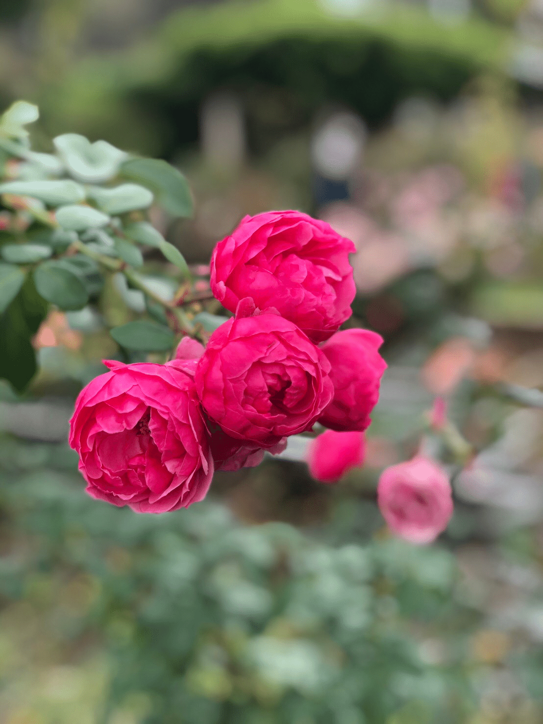 Twitterをやっていないし 始めるつもりもないのですが 軽く何かつぶやきたいときに このnoteのつぶやきがあることがとてもうれしいです と つぶやいてみました ローズメリア Yukie Note